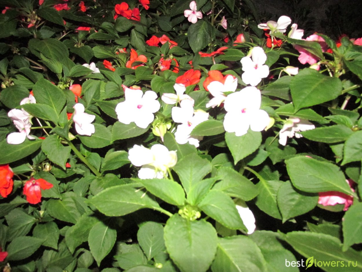 Бальзамин Камелия комнатный