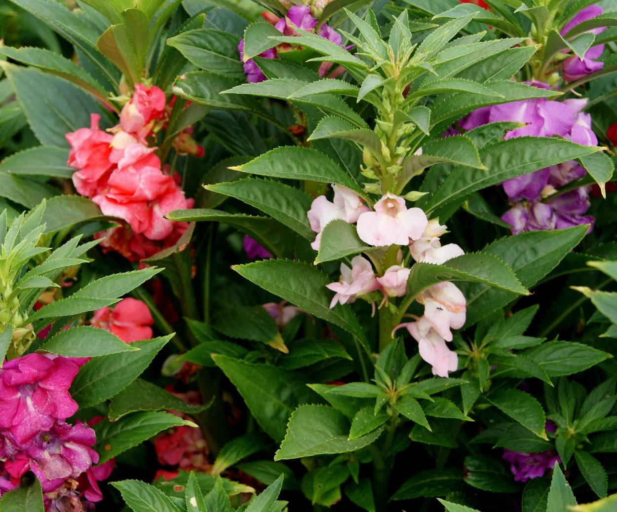 Бальзамин садовый однолетний