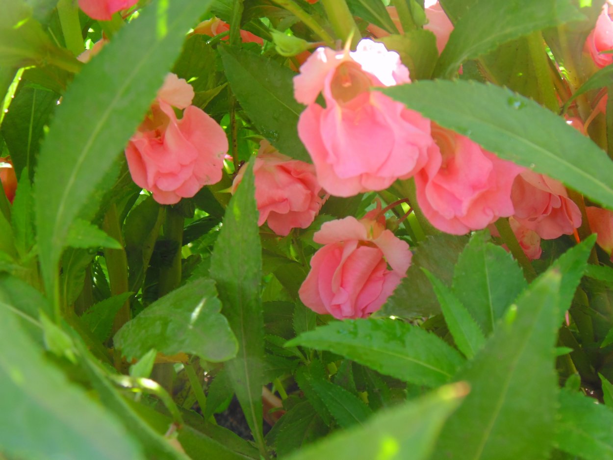 Гуттация бальзамин