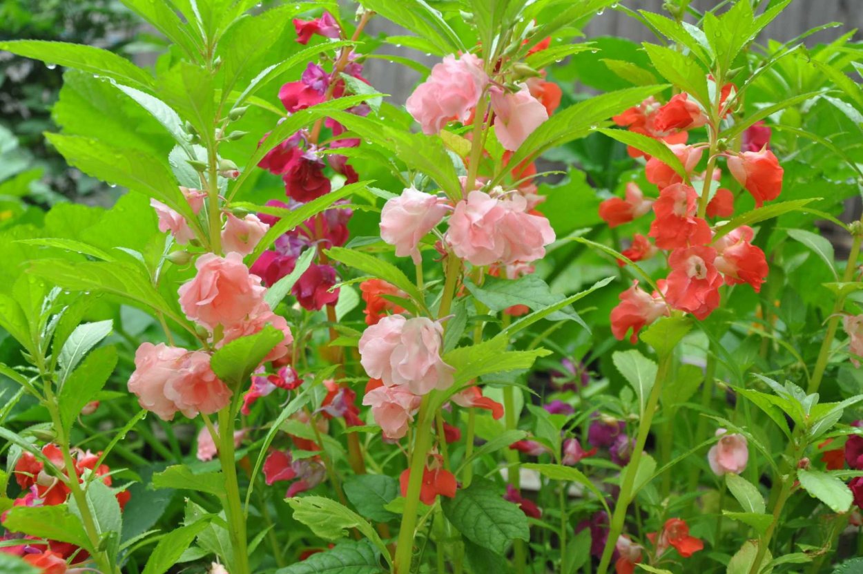 Бальзамин садовый многолетний кустовой