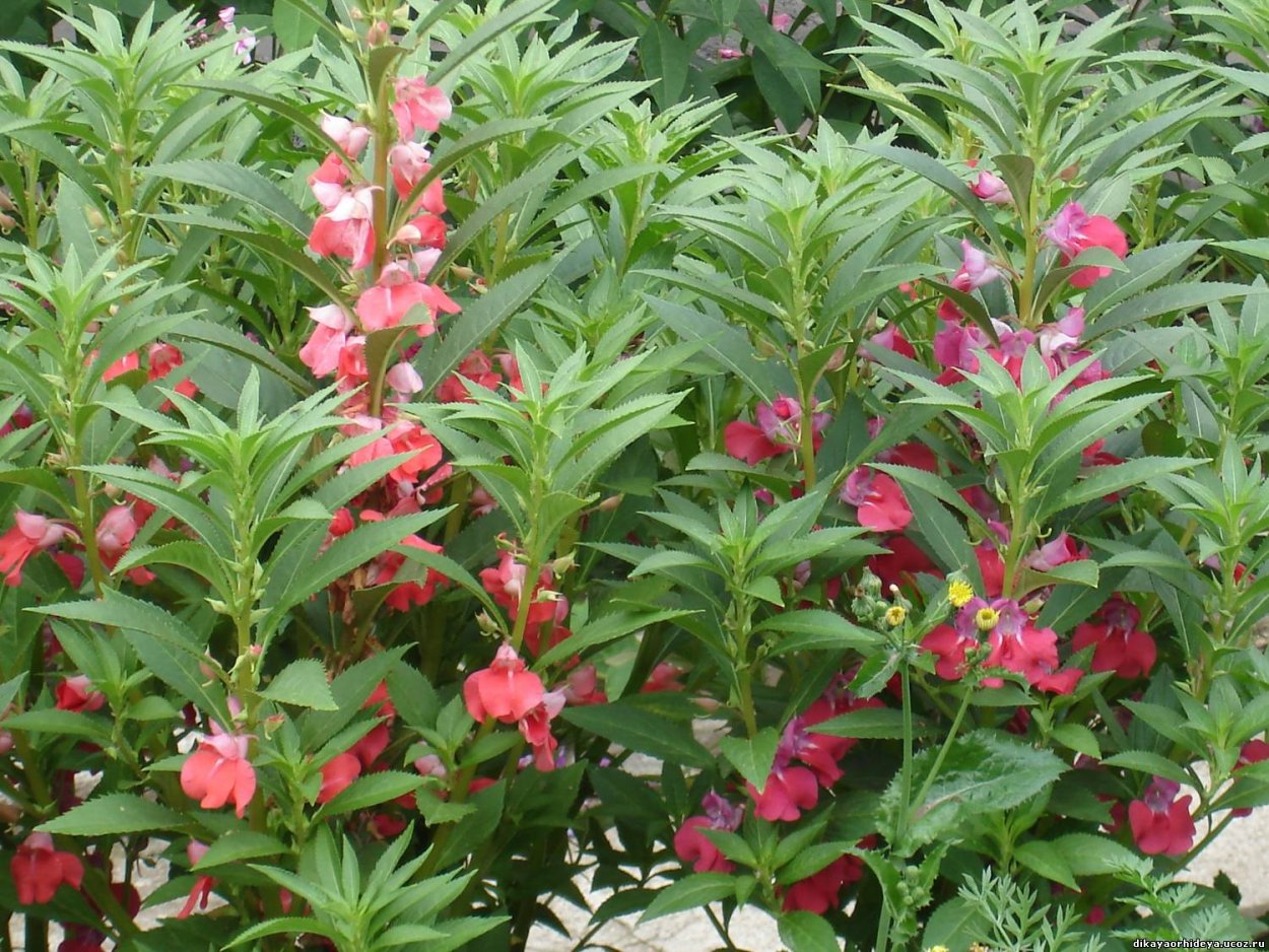 Бальзамин Камелия