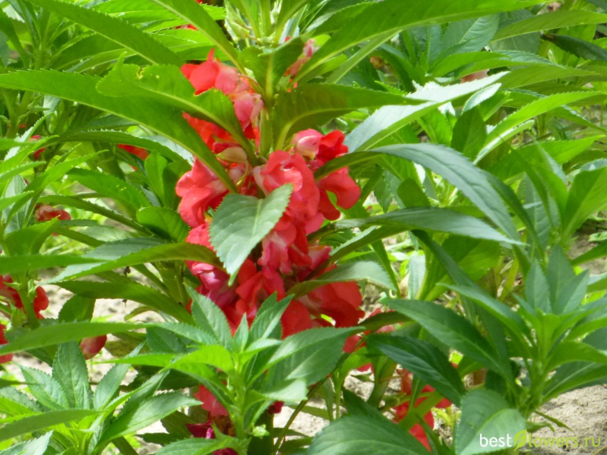 Бальзамин садовый Камелия