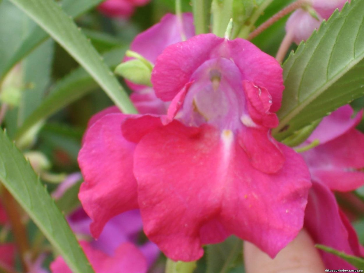 Бальзамин садовый Камелия