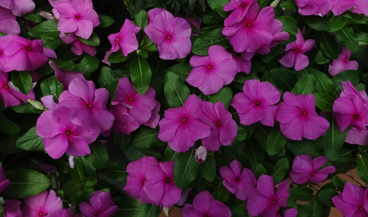 Катарантус Пацифика бургунди Хало