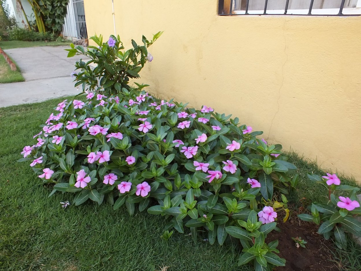 Катарантус кустовой