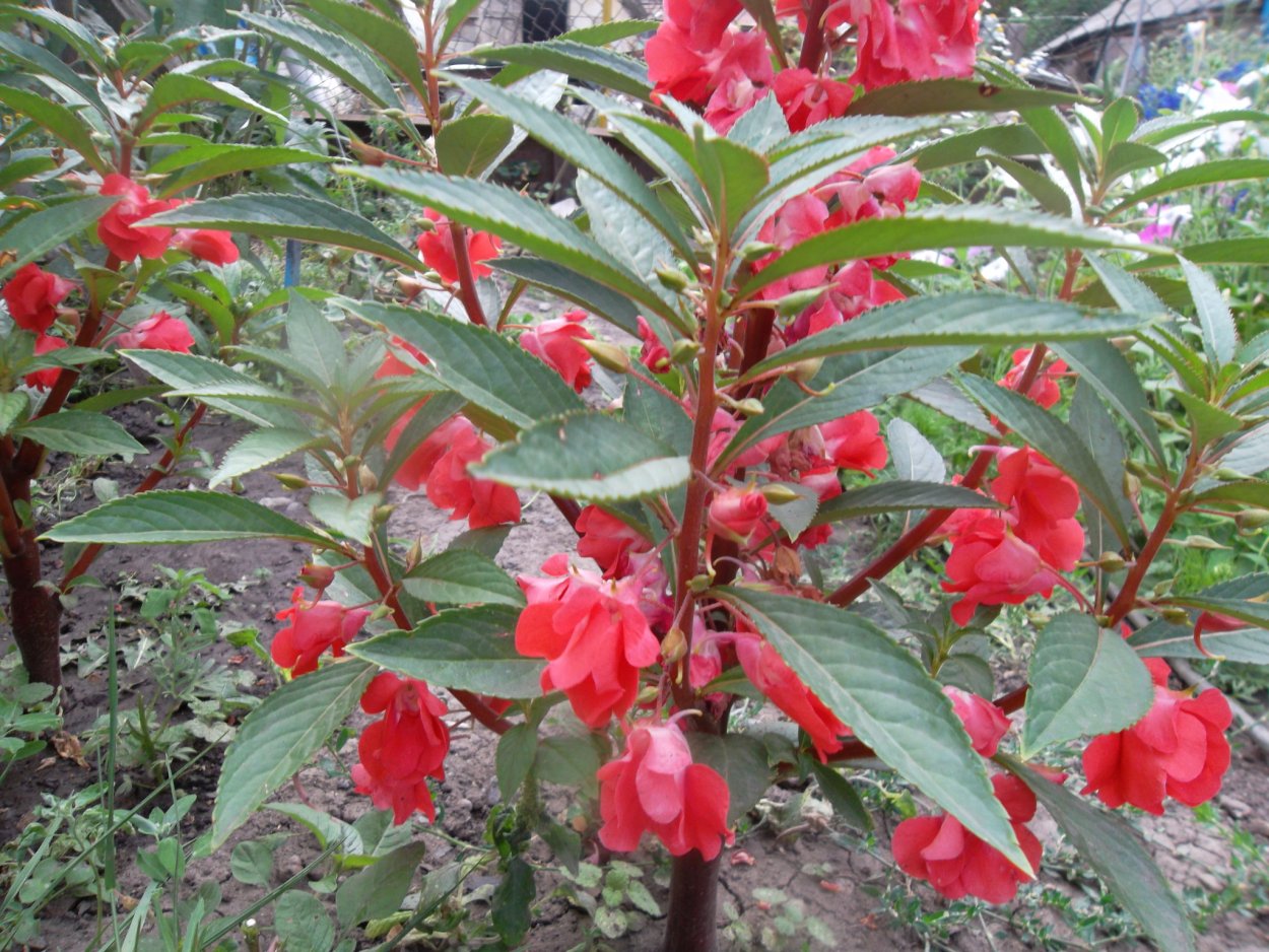 Бальзамин садовый многолетний кустовой