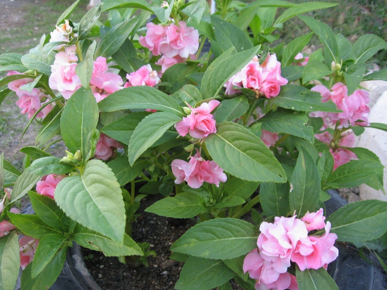 Ванька-мокрый бальзамин садовый