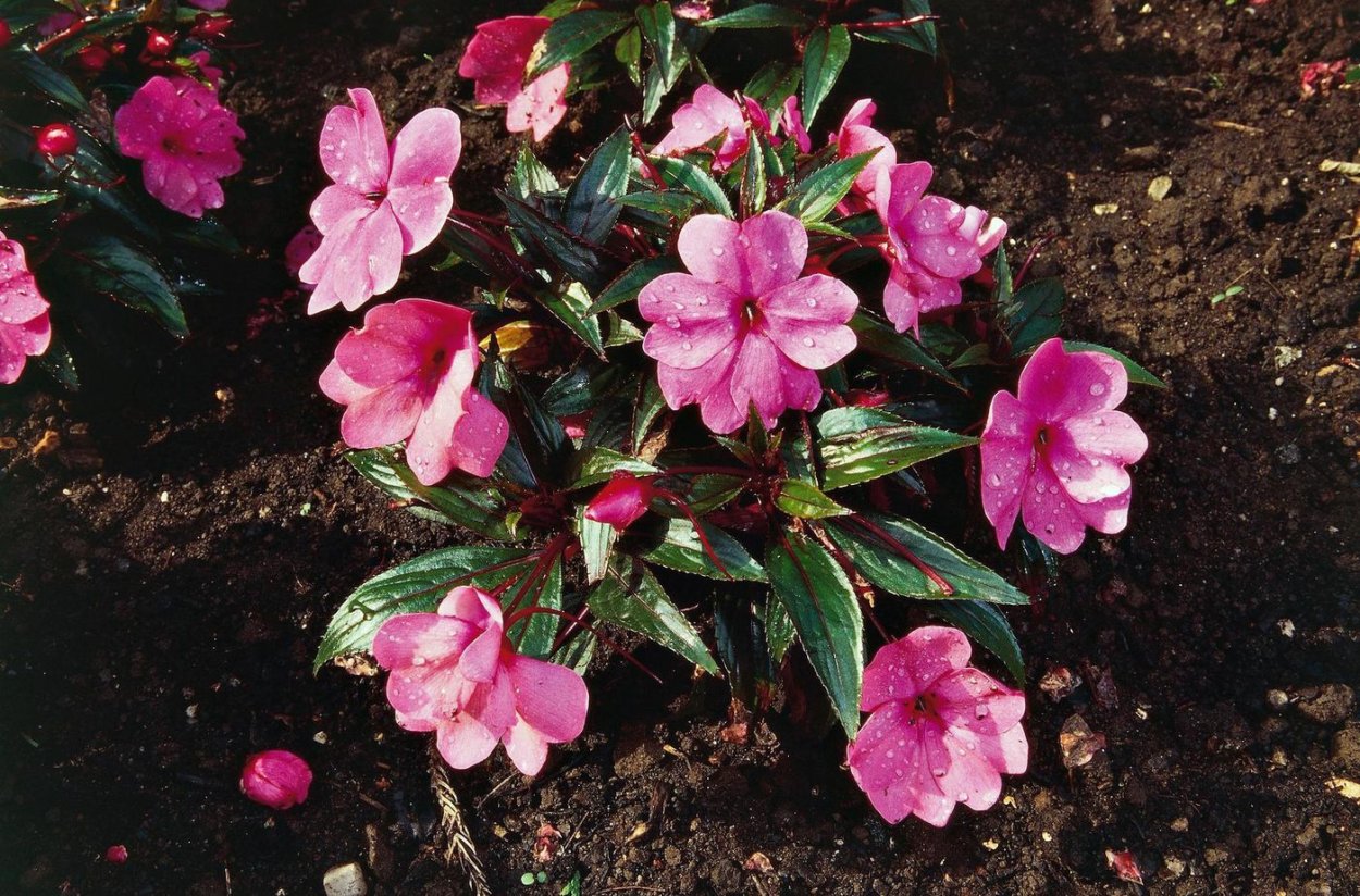 Бальзамин садовый