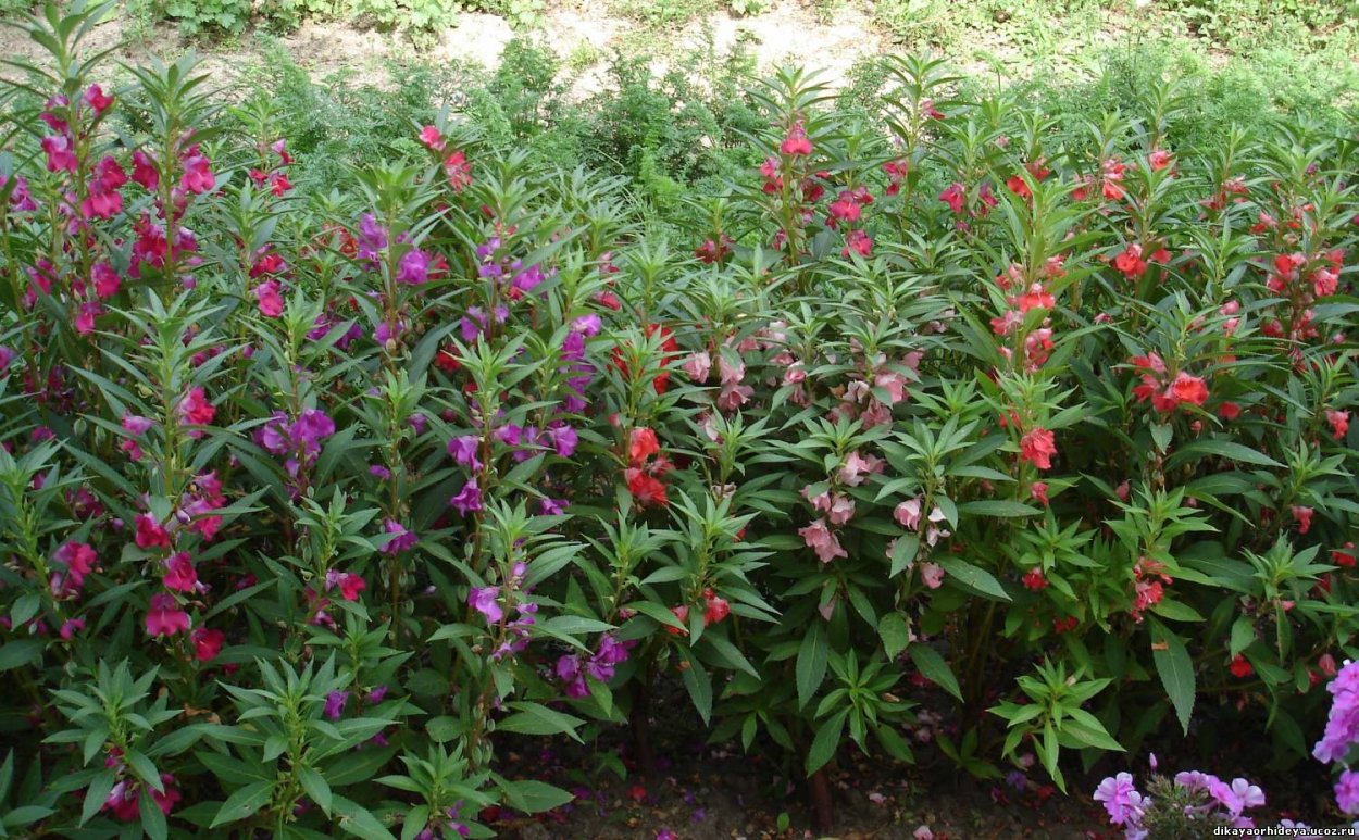 Бальзамин садовый Камелия