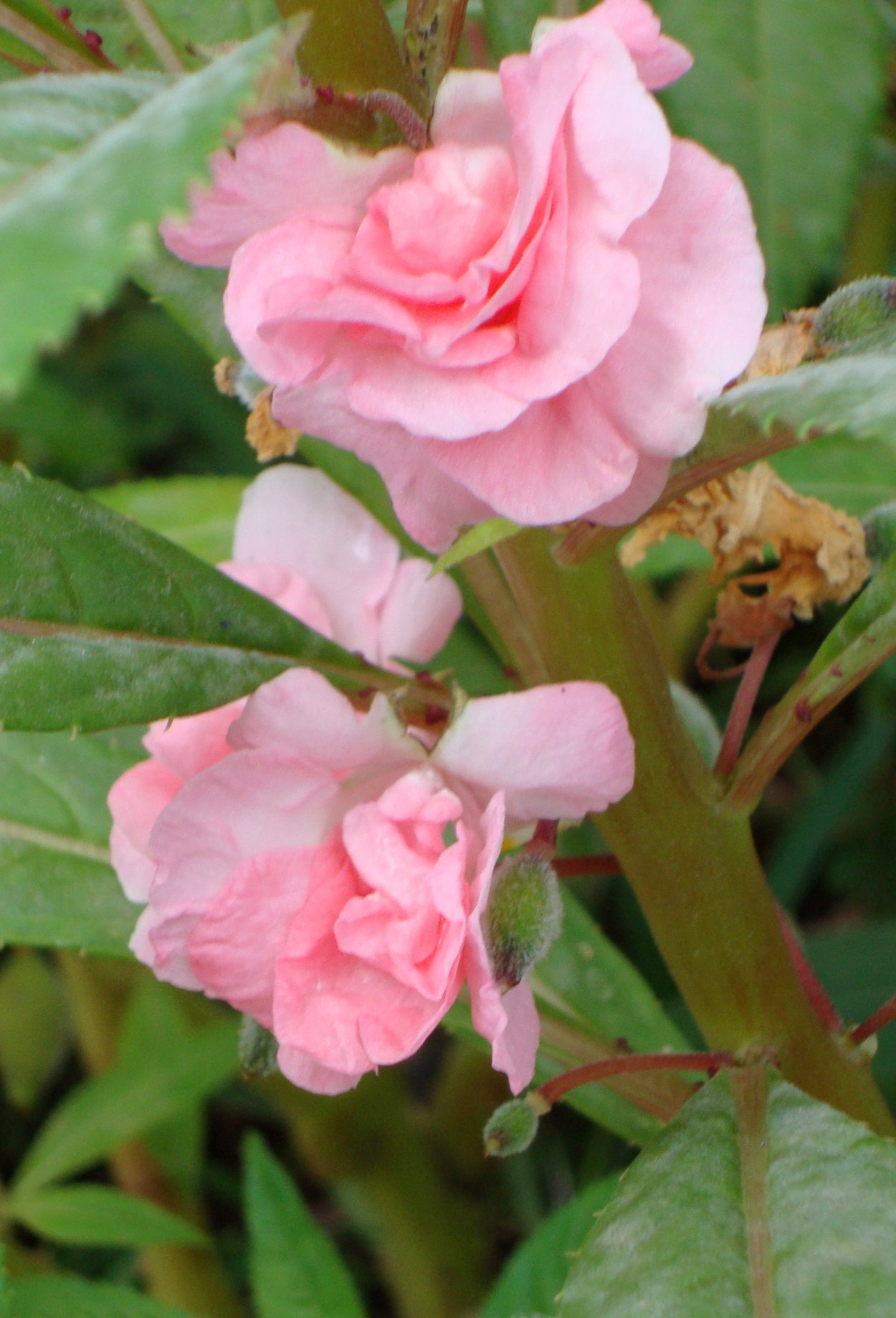 Бальзамин садовый