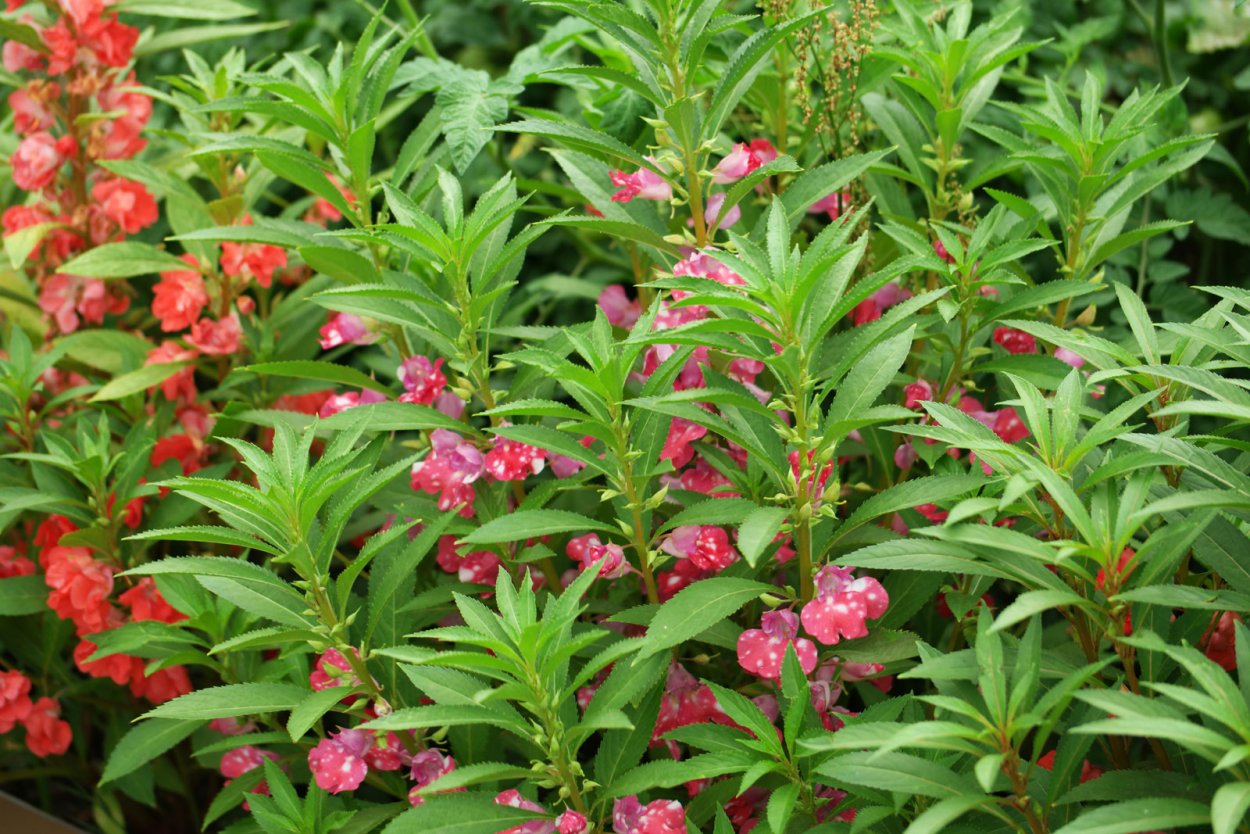 Бальзамин садовый