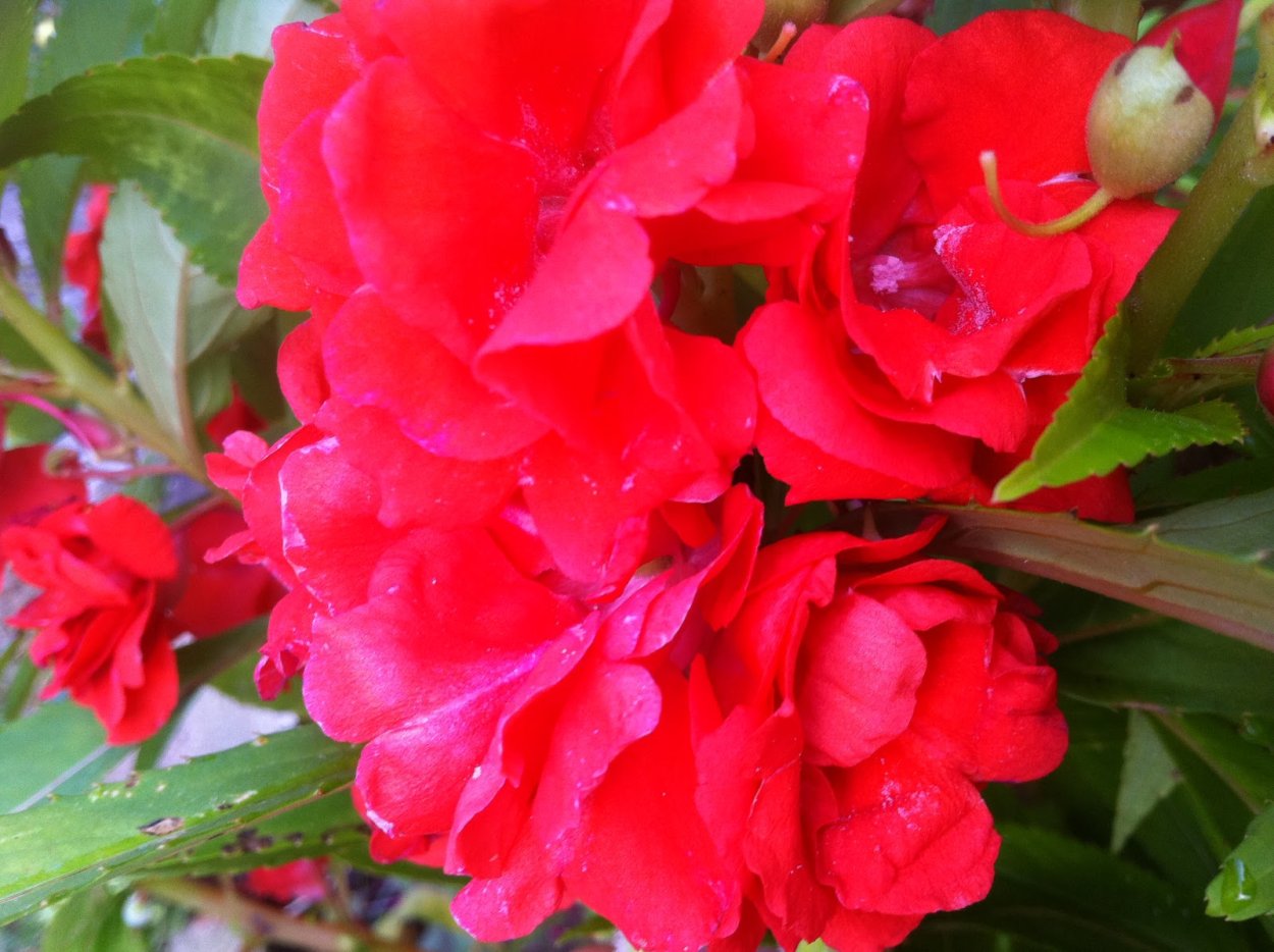 Бальзамин садовый Камелия