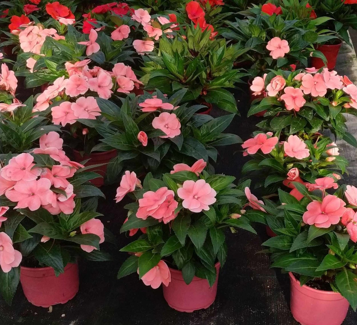 Бальзамин садовый