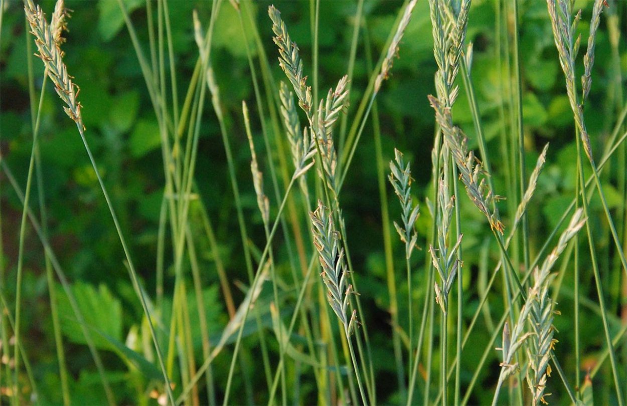 Пырей ползучий (Elytrigia repens)
