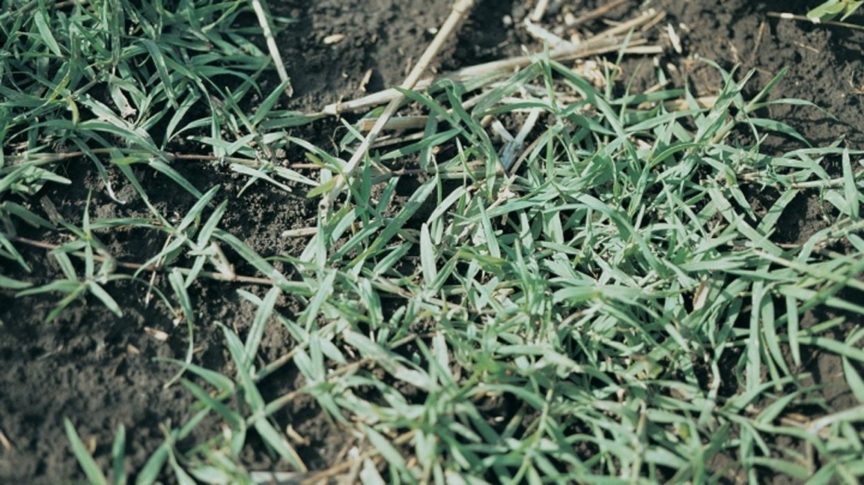 Пырей ползучий Свинорой