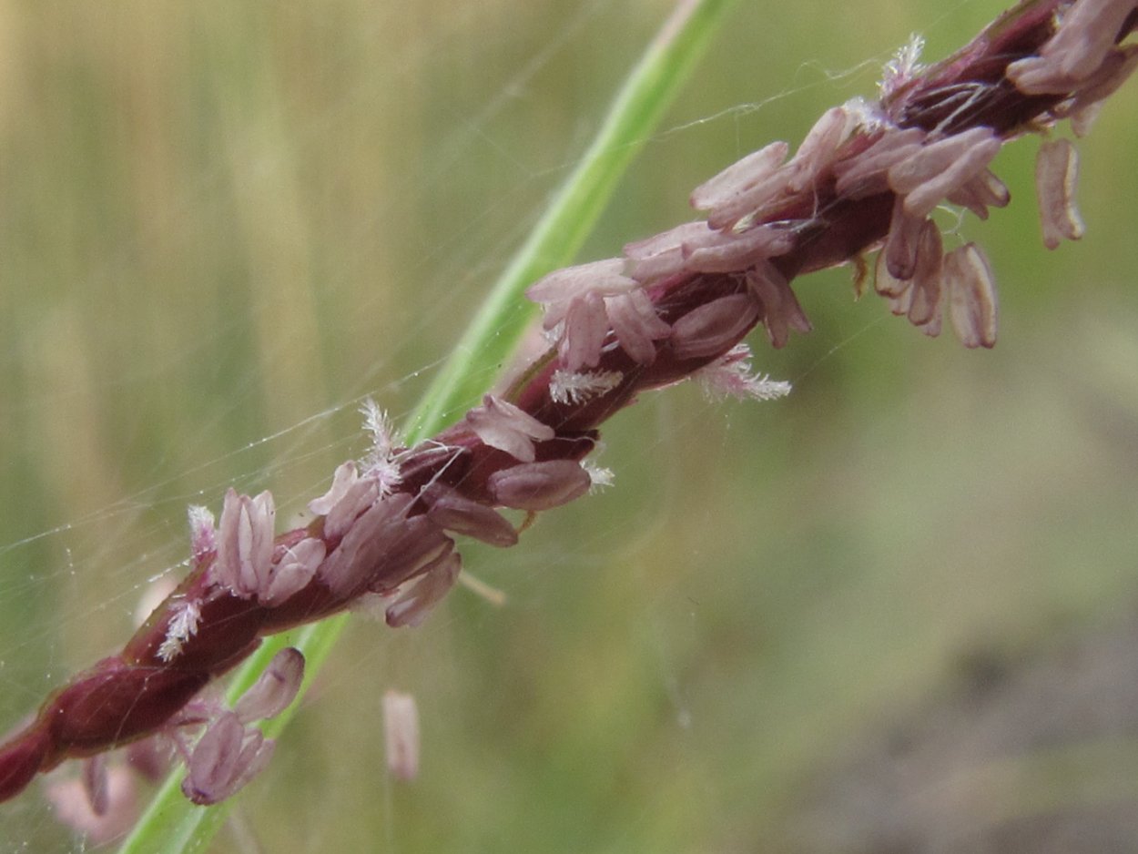 Бермудская трава