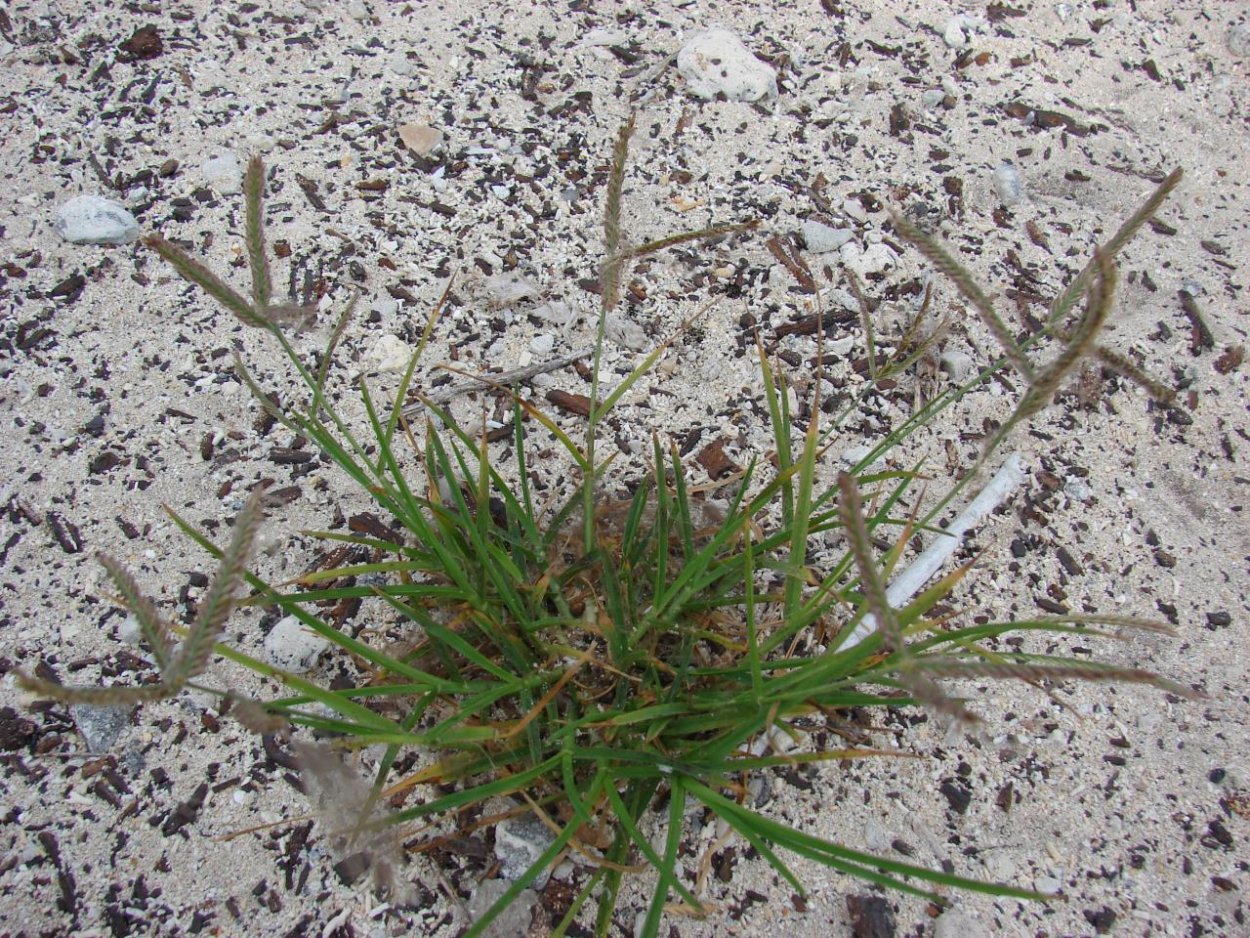 Элевсина индийская