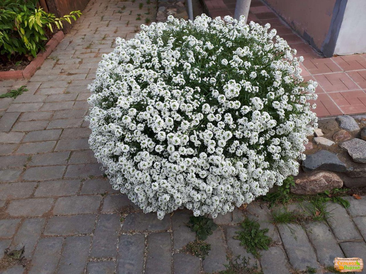 Алиссум Lobularia maritima