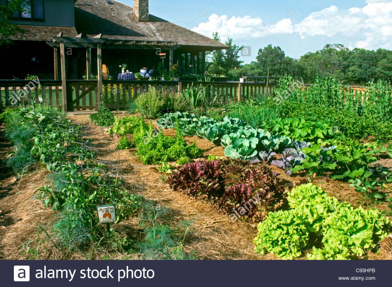 Огород в сельской местности