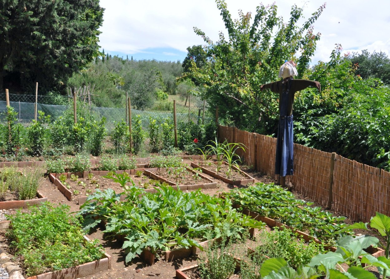 Огород обычный