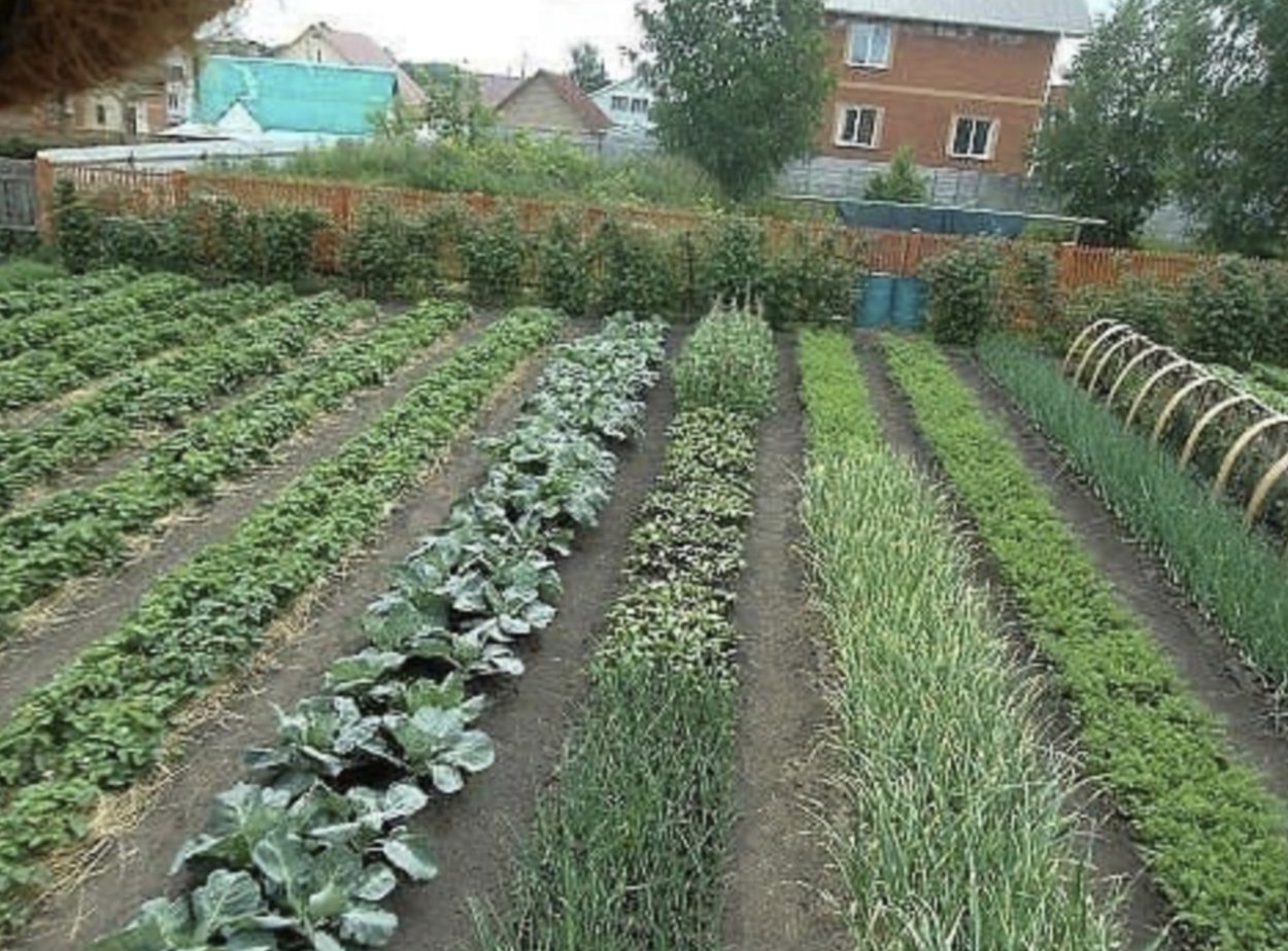 Узкие грядки для овощей