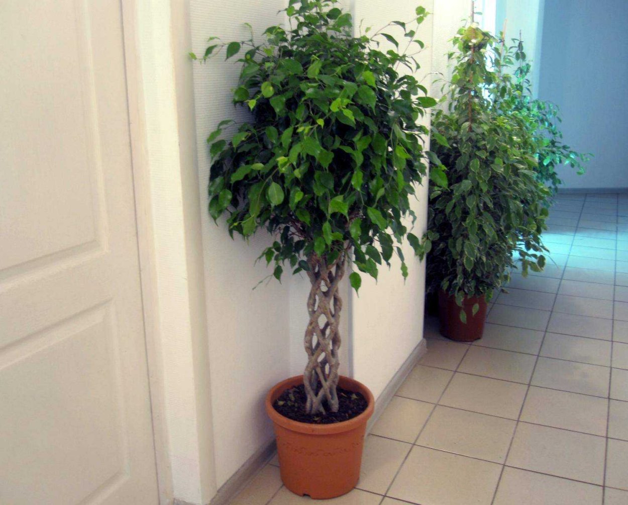 Фикус Бенджамина косичка