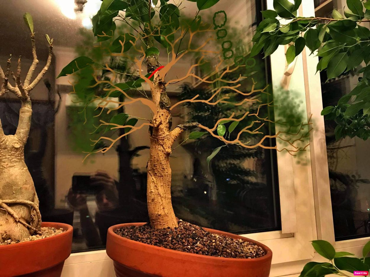 Фикус Бенджамина бонсай каскадный