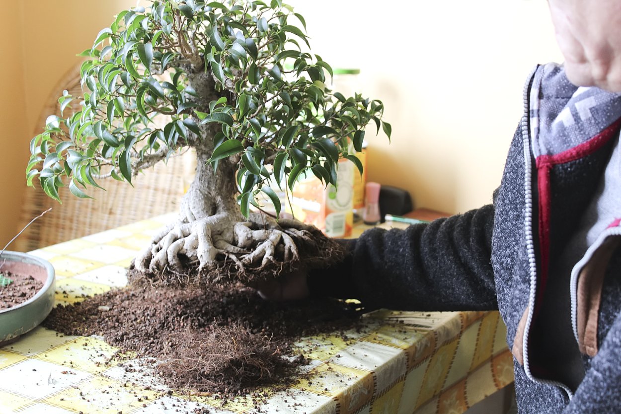 Корни фикуса Бенджамина