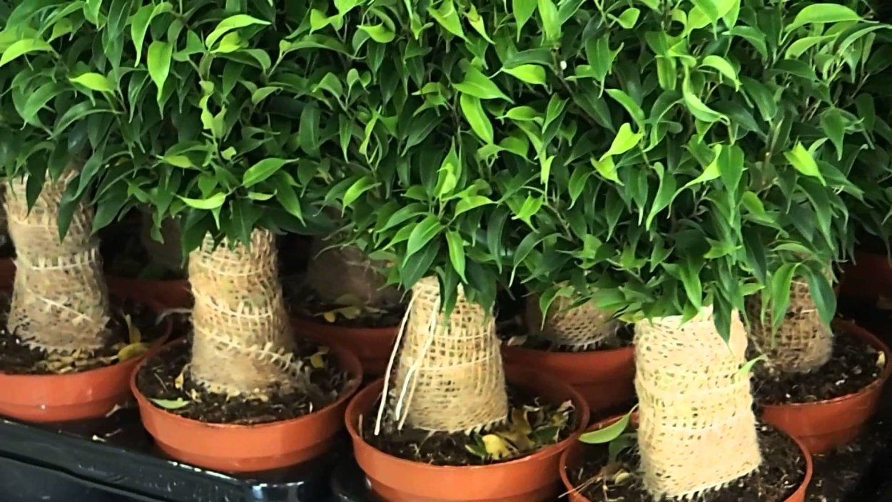 Фикус Бенджамина в джуте