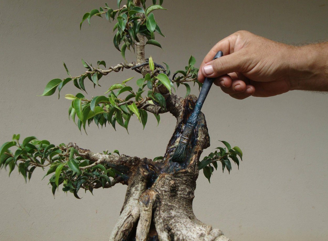 Бонсай фикус привой