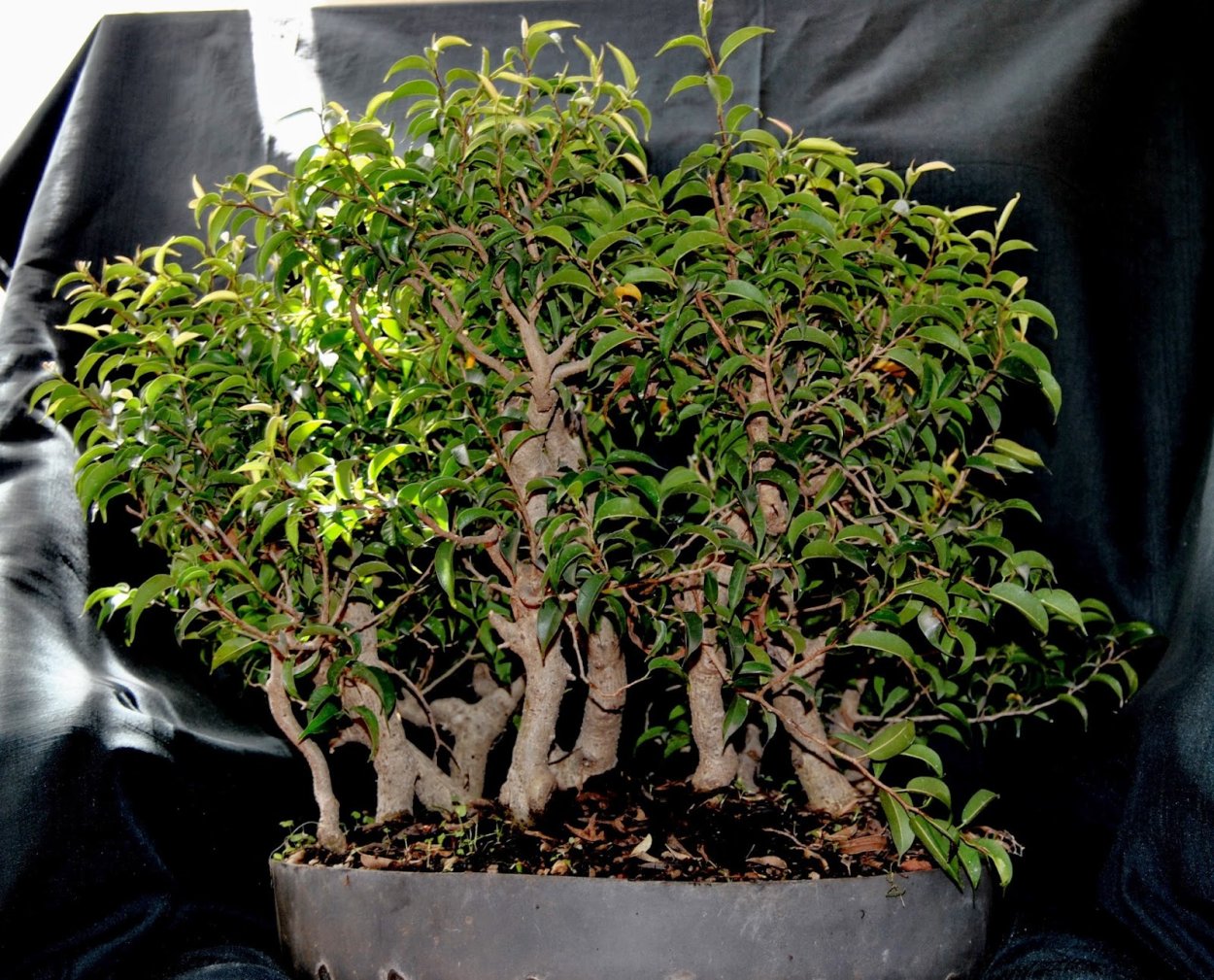 Фикус Вианди бонсай