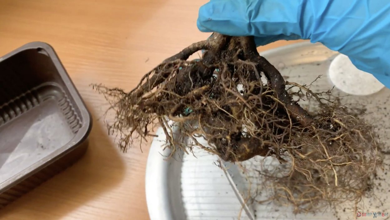 Корневая система фикуса