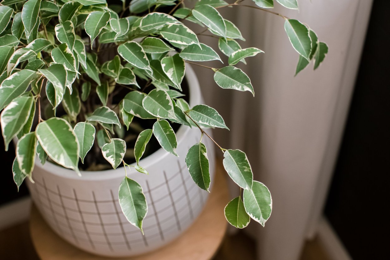 Фикус комнатный