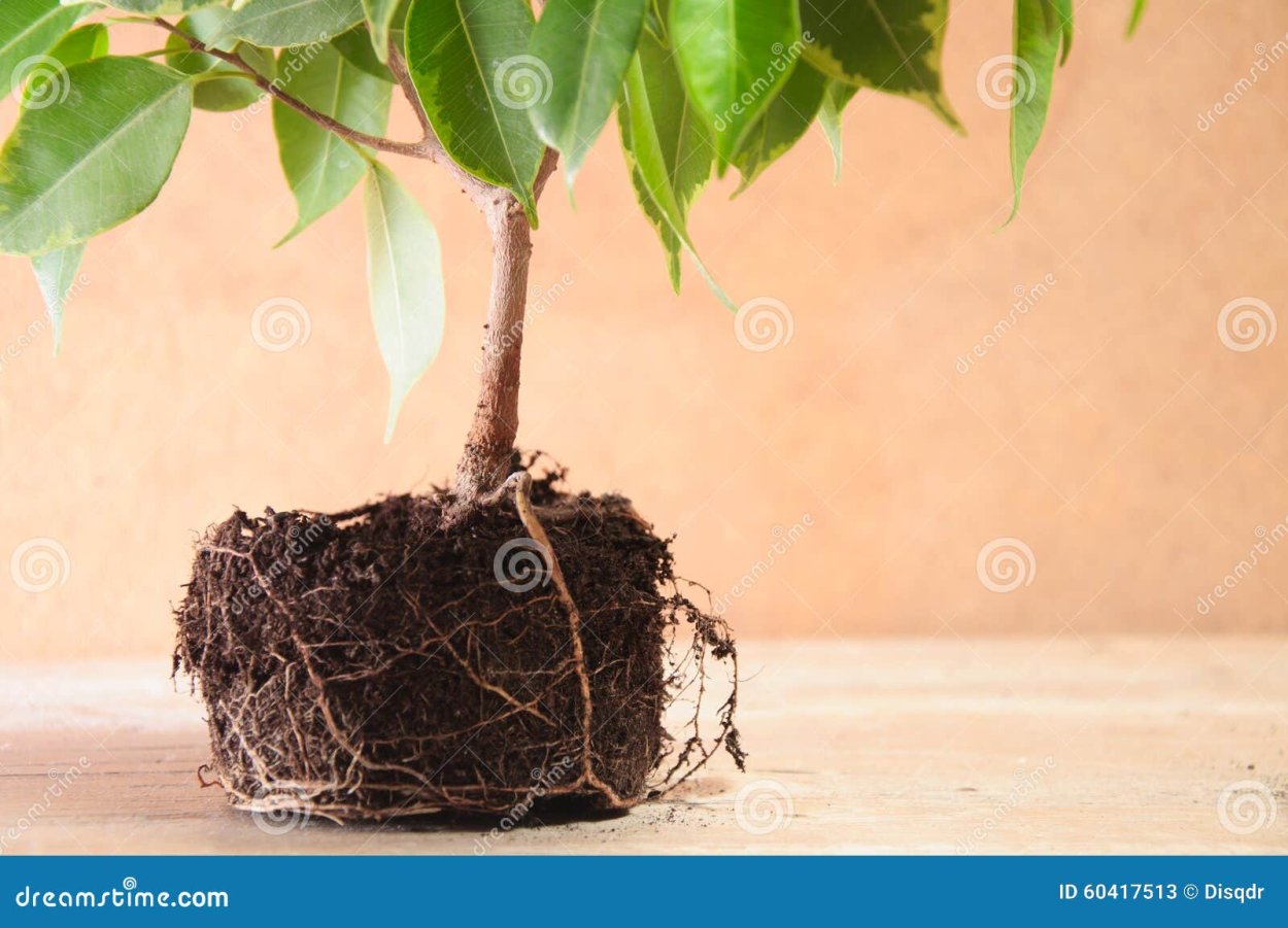 Корни фикуса Бенджамина