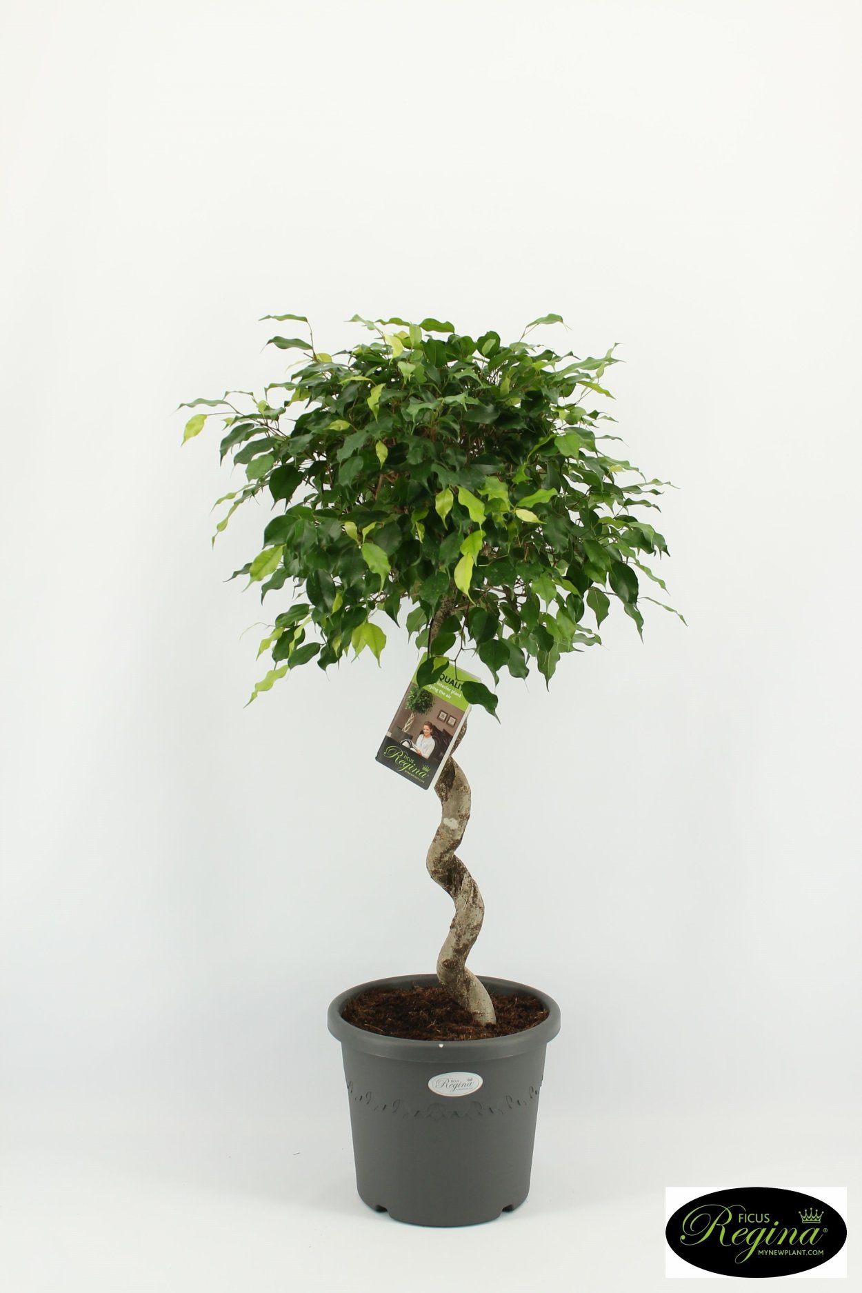 Фикус Бенджамина экзотика штамбовый