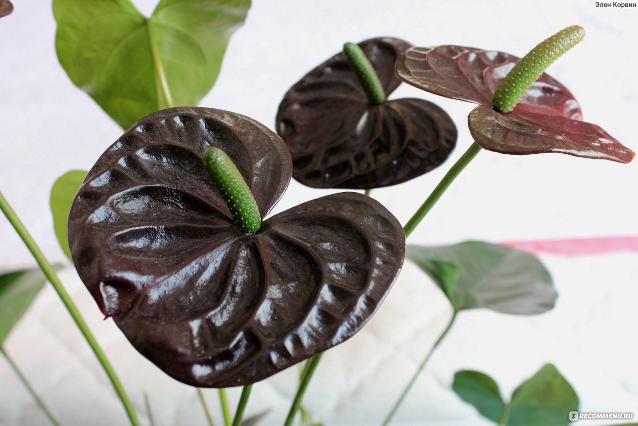 Антуриум Блэк Квин