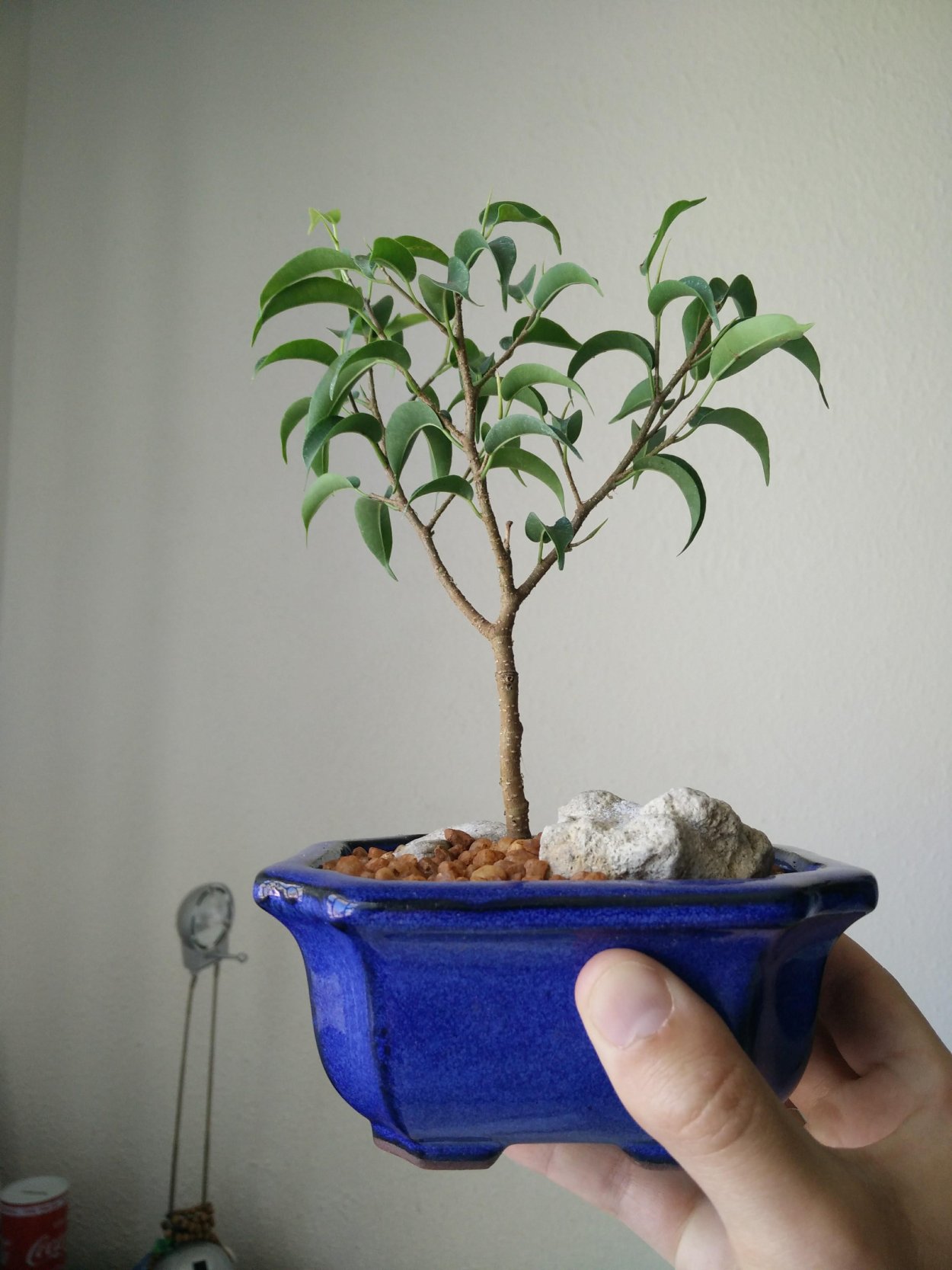 Бонсай Бенджамина