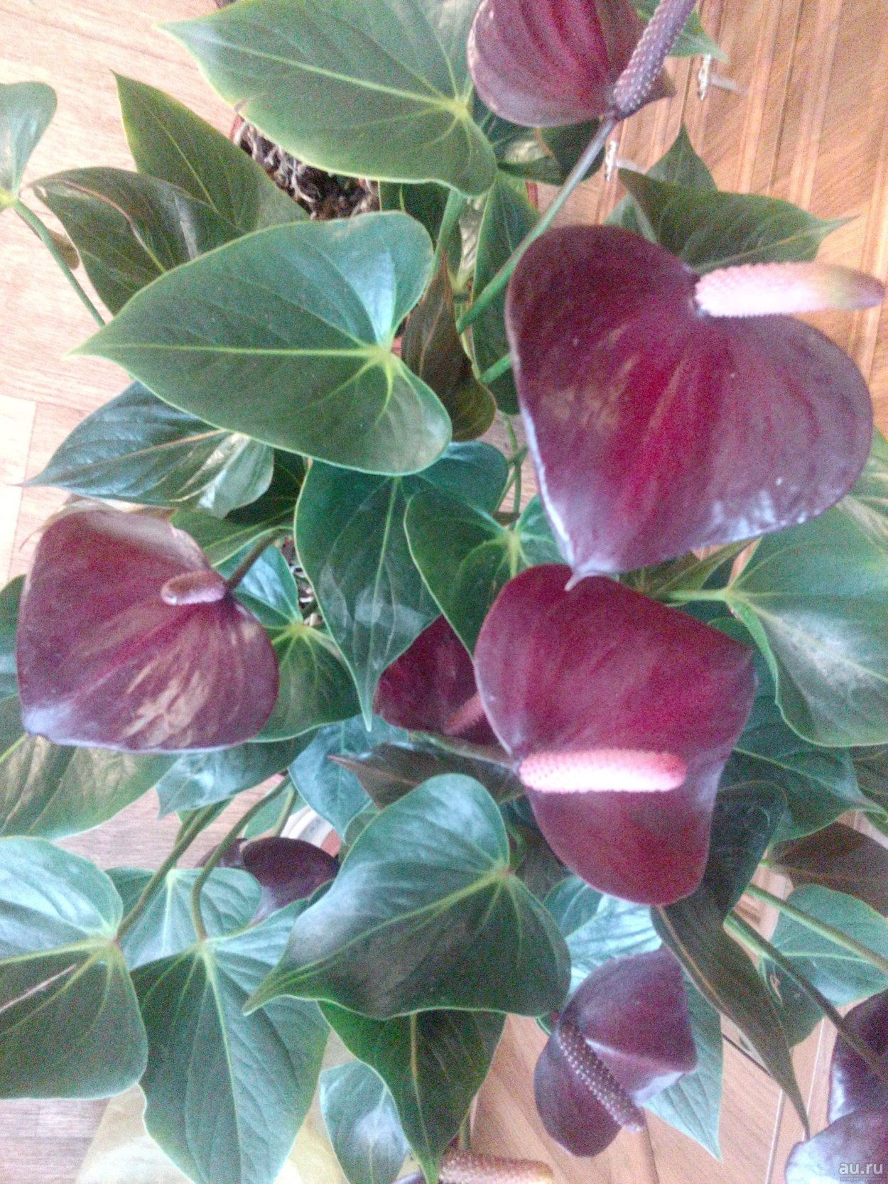 Размножить Антуриум