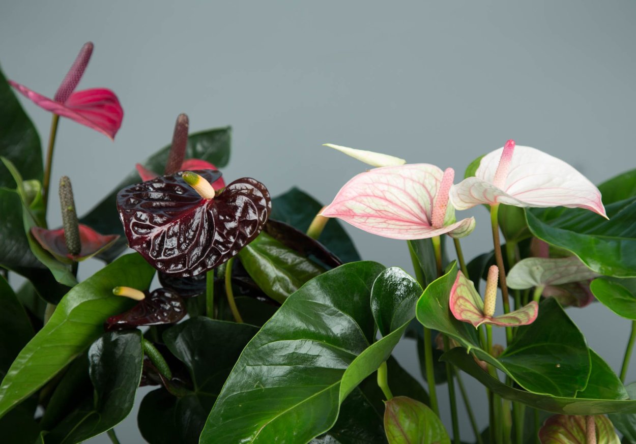 Антуриум черный сорта