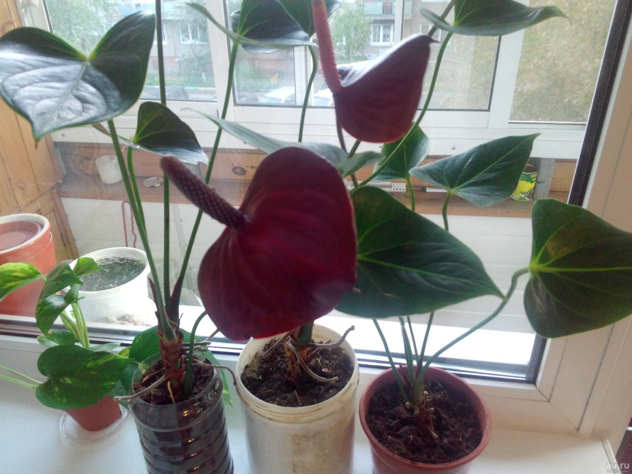 Антуриум Блэк лав