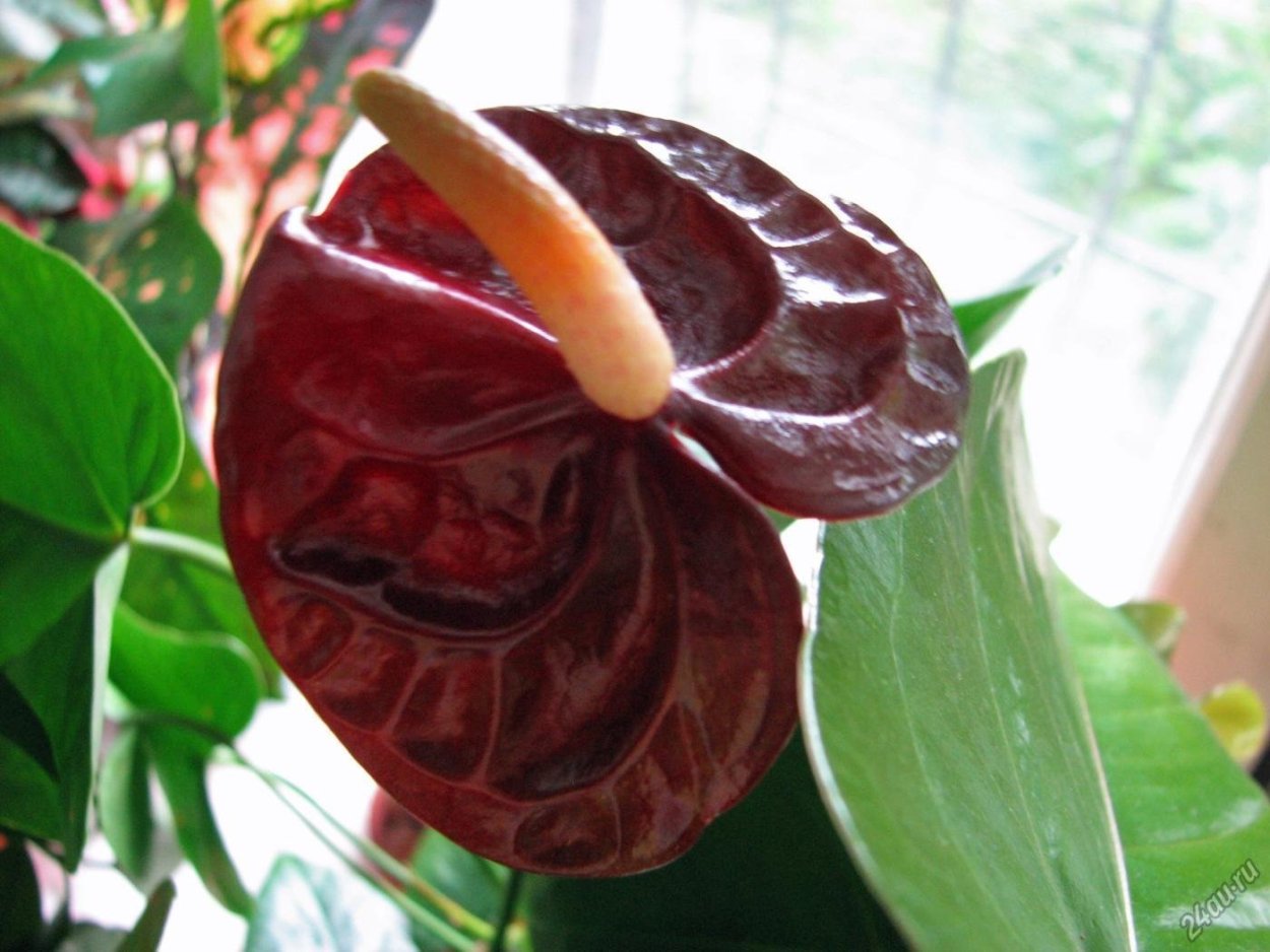 Антуриум Black Queen