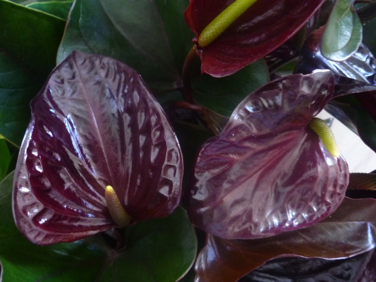 Антуриум Блэк Квин