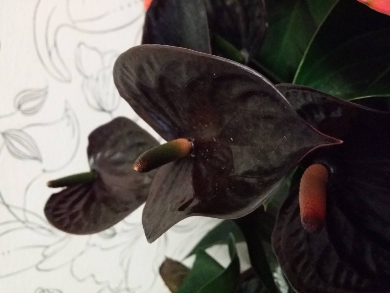 Антуриум листик сорт