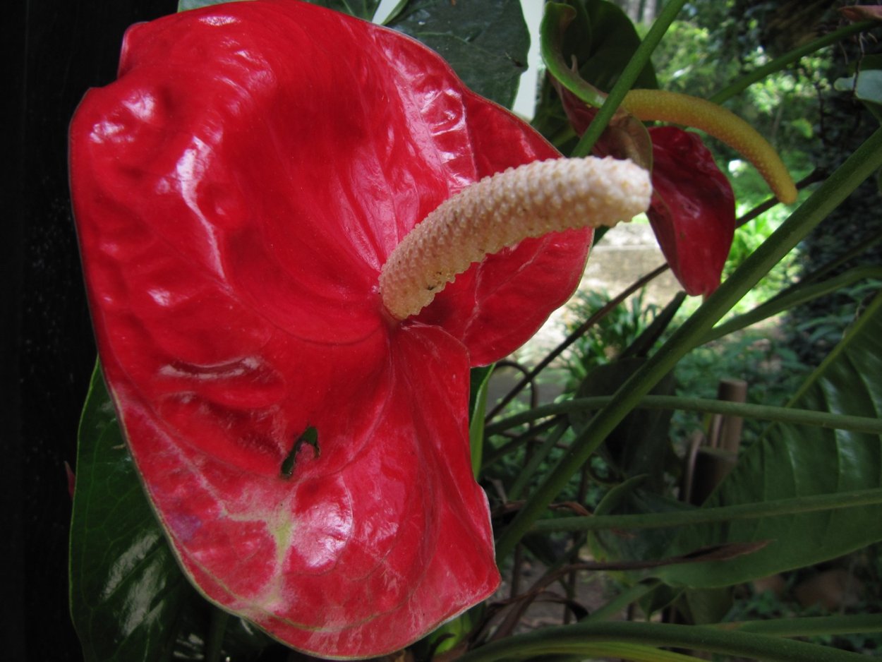 Антуриум Блэк Квин