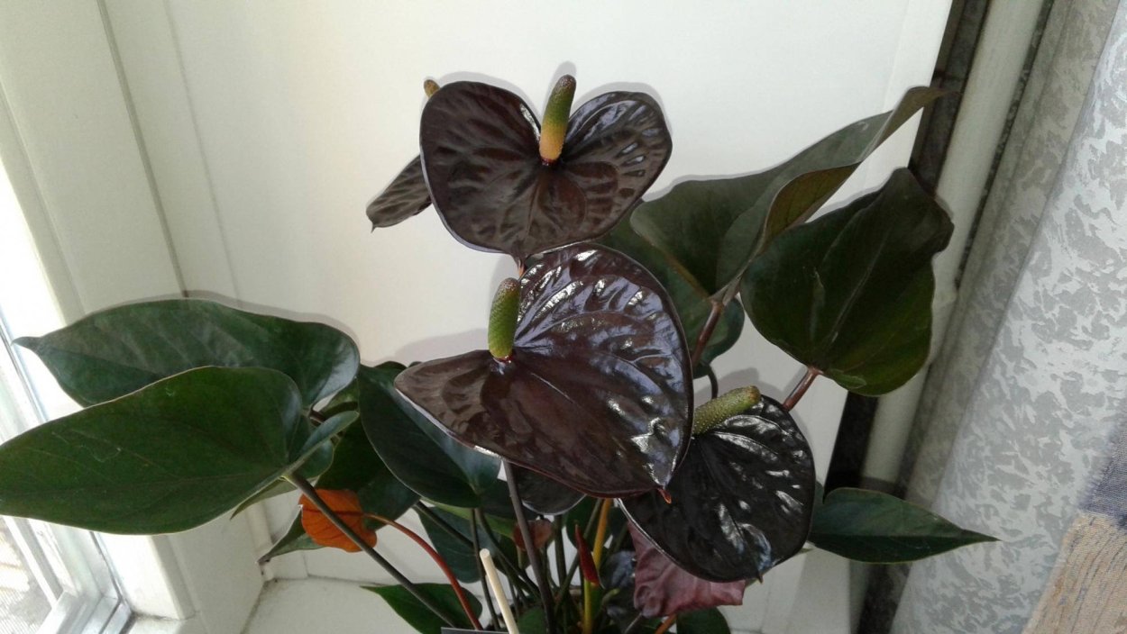 Антуриум andreanum Black Queen