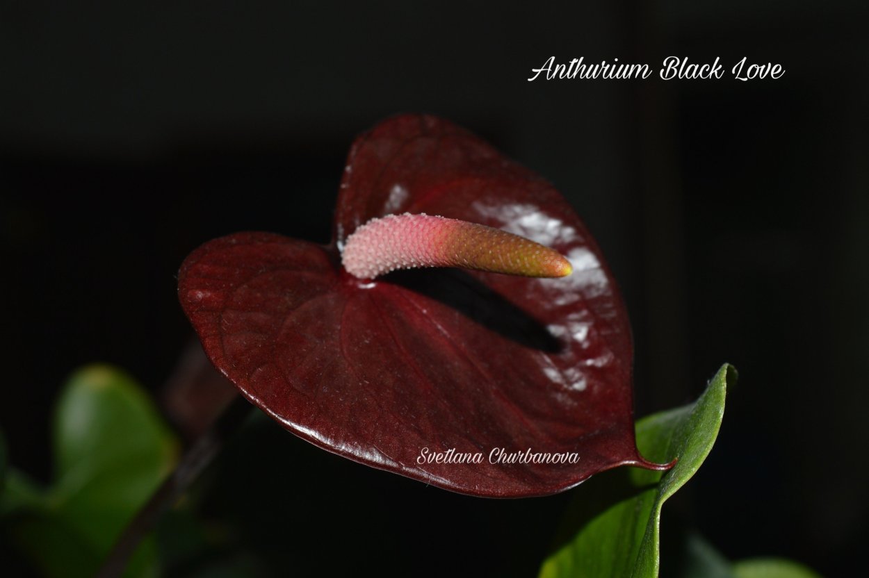 Антуриум черный принц и черная Королева