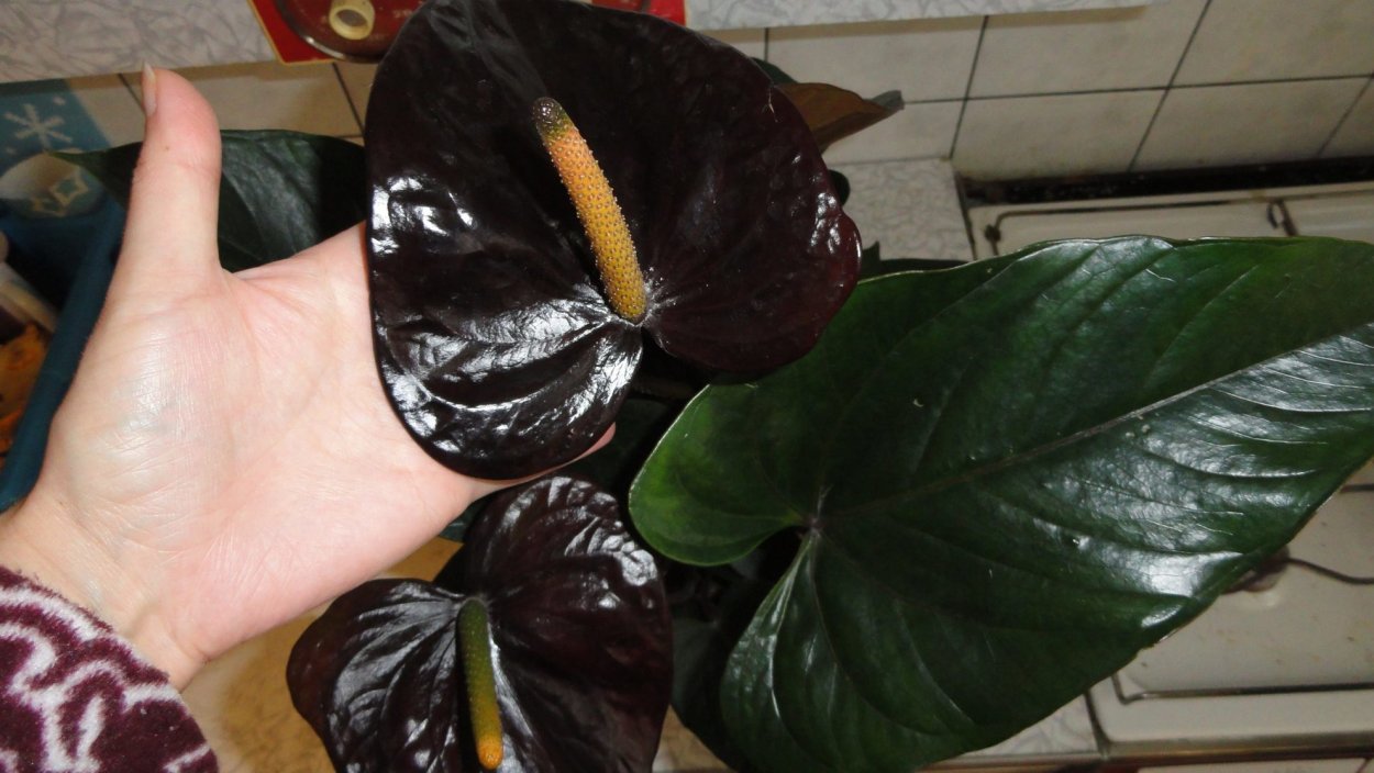 Антуриум Маравилла