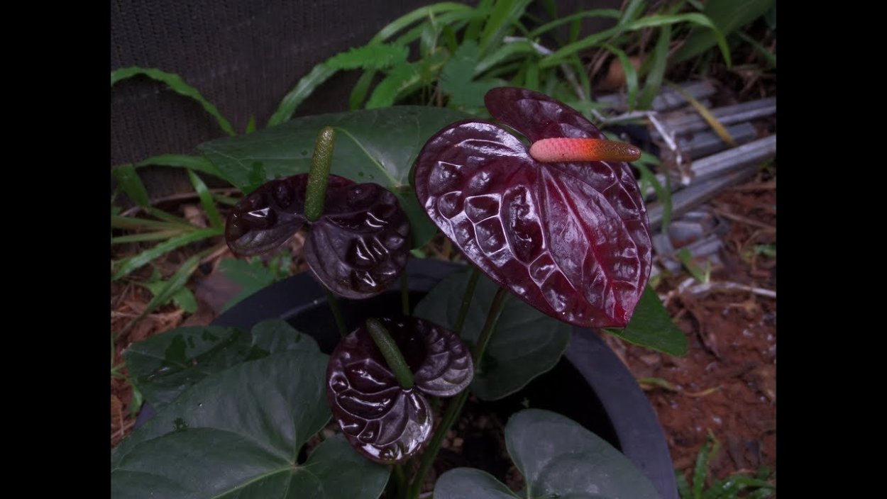 Антуриум Андре Блэк Квин 17/70 МФ черный