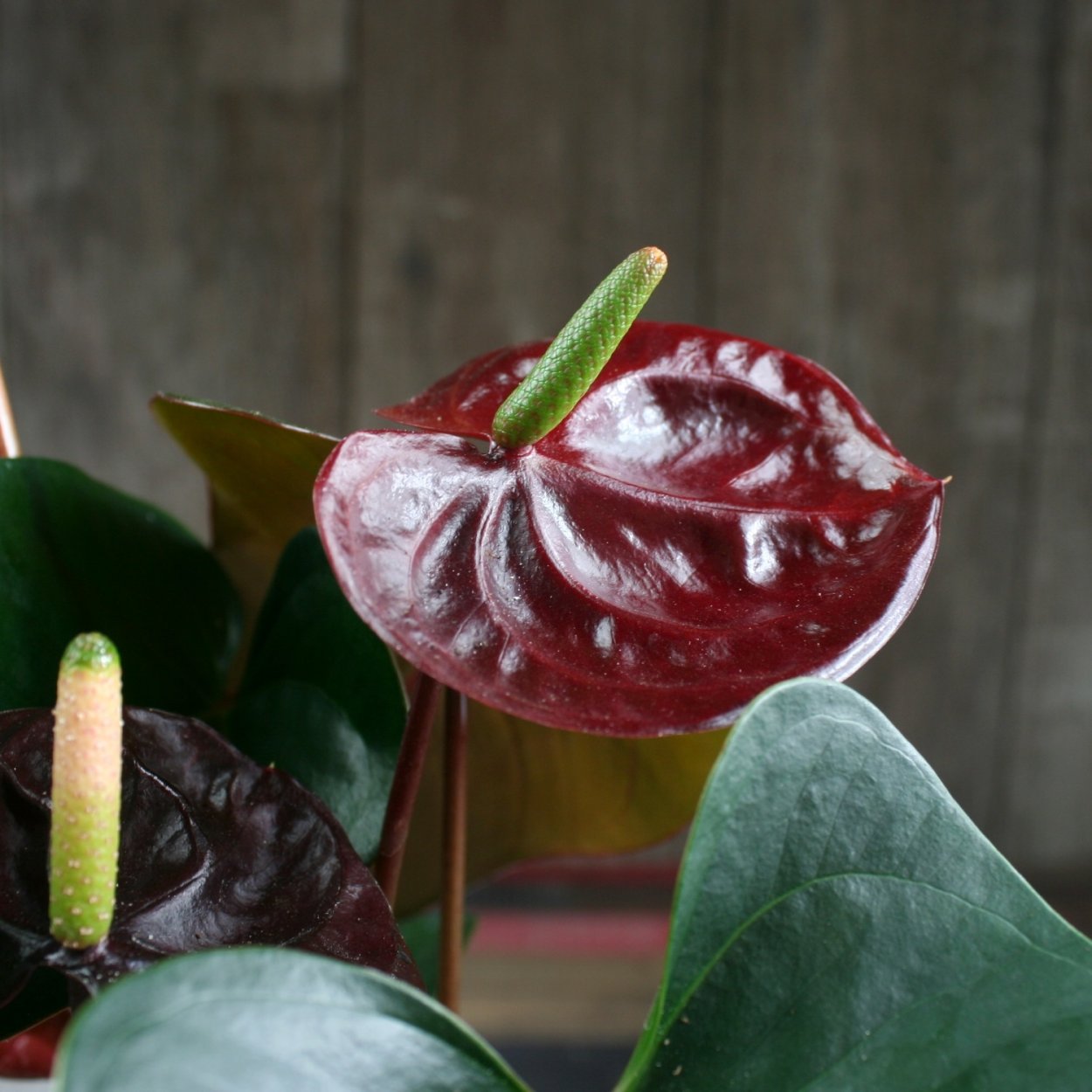 Антуриум черный принц