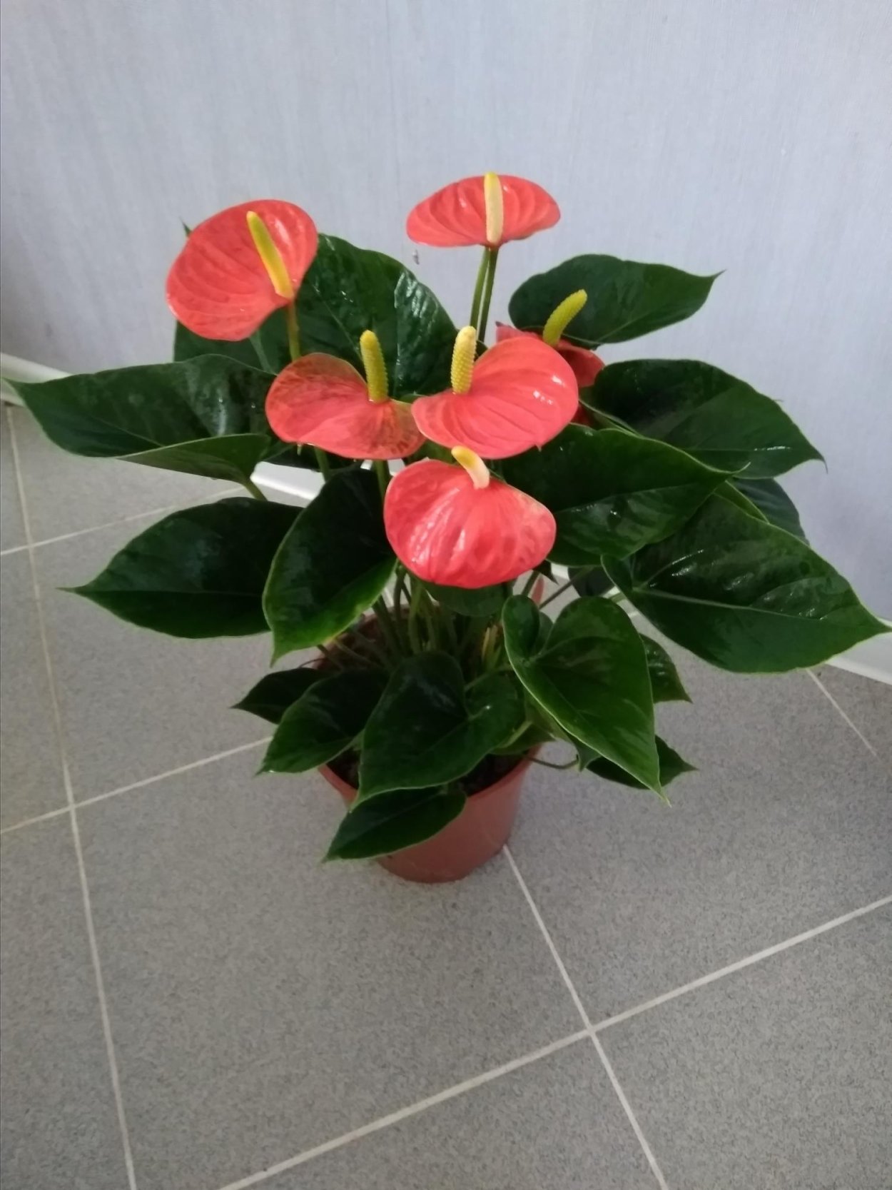 Антуриум Андре микс